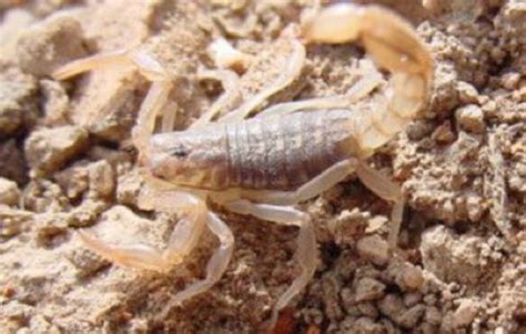 Scorpions Of The Desert Southwest United States