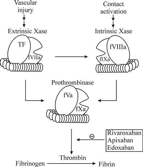 Factor Xa Inhibitor / Comparative Effects Of Two Direct And Indirect ...