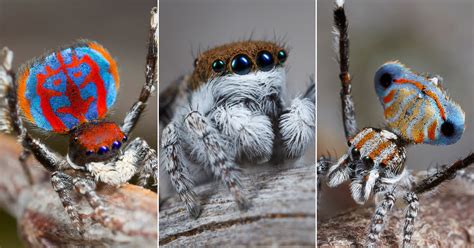 Peacock Spiders Discovered: See Photos of the New Species | Time