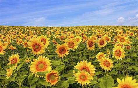 Sunflower Fields by Agustin Rafael C. Reyes