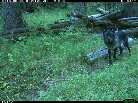 Black Wolf Wolf Reintroduction