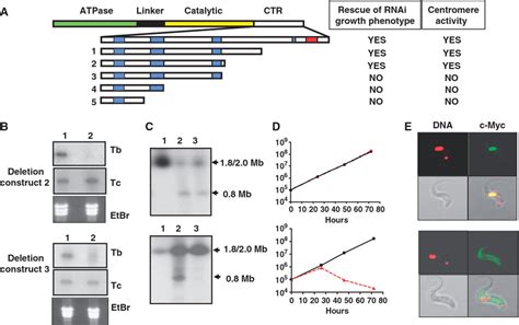 Complementation Of The T Brucei Topo Ii Rnai Phenotype By Expression