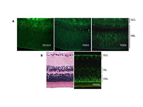 GCL A NBL ED18 5 PND3 PND6 B GCL Figure 1 Spatio Temporal Expression