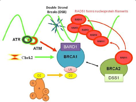 Proteins Involved In The HR Pathway When DSBs Occur ATM ATR And