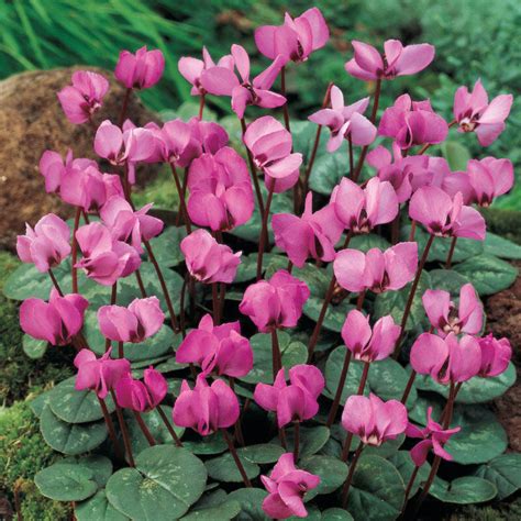 Dark Pink Hardy Cyclamen | Breck's