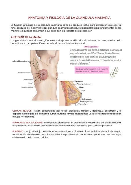 Mejor Fructífero cobija anatomia y fisiologia de las glandulas mamarias