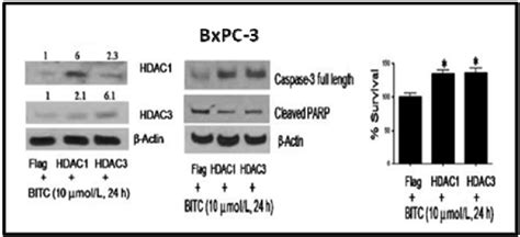 Over Expression Of Hdac1hdac2 Rescue Bxpc 3 Cells From Bitc Induced