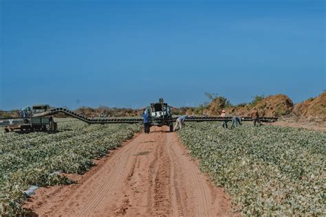 Agropecu Ria O Setor Que Mais Cresce No Trimestre Economia Opovo