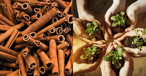 Descubre Por Qué La Canela Es El Secreto Para Un Jardín Saludable