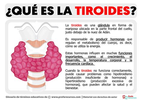 Qué es la Tiroides Definición de Tiroides