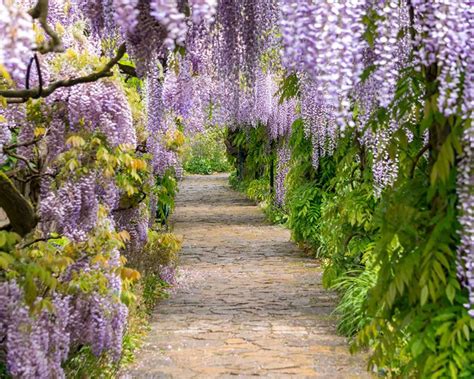 How To Grow Wisteria Yates Australia