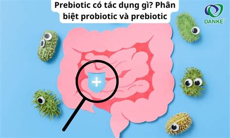 Prebiotic Có Tác Dụng Gì Phân Biệt Probiotic And Prebiotic Danke Việt Nam