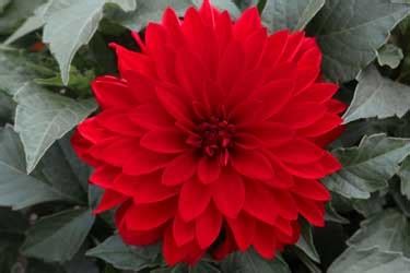 Dahlia Hypnotica Red Variety Thumbnail