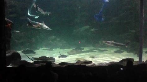 Ripleys Aquarium Mermaids Myrtle Beach Part 2 Youtube