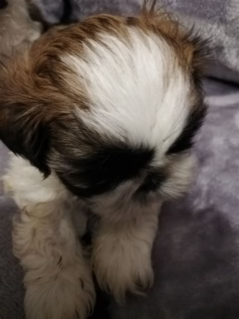 Piesek Rasy Shih Tzu Z Rodowodem Jutrosin OLX Pl