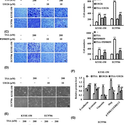 Tsa Promotes Esophageal Squamous Cell Carcinoma Escc Cell Migration