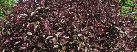 Sand Cherry Purpleleaf For Sale Shop Stuarts Stuart S Landscaping And Garden Center Inc