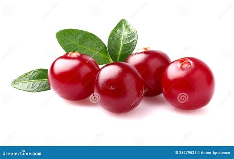 Cranberry with leaves stock photo. Image of ingredient - 28279528