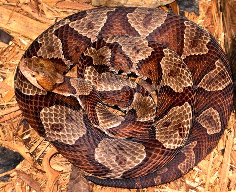 Animal Pictures American Copperhead