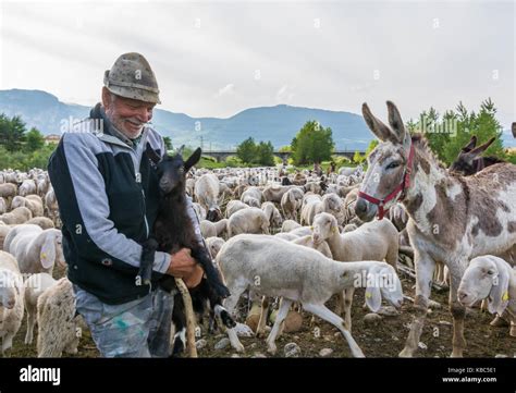 Berger Avec Troupeau De Moutons Banque De Photographies Et Dimages