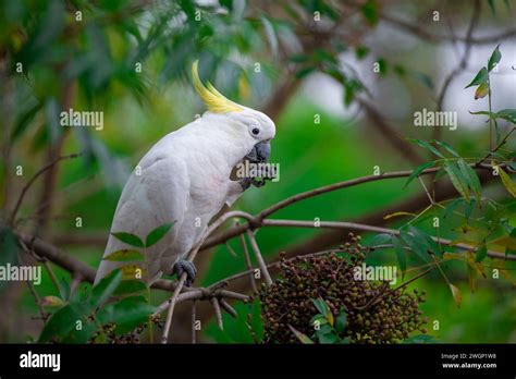 Cockatoo Parrot Sitting On A Green Tree Branch In Australia Sulphur