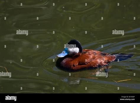 Stiff Tailed Duck Hi Res Stock Photography And Images Alamy