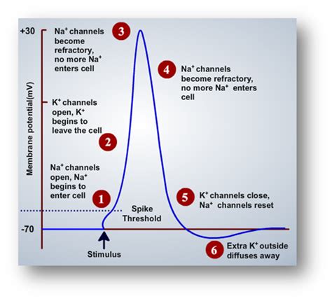 What is an Action Potential? (Nerve Impulse) - Antranik.org