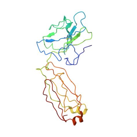 Rcsb Pdb Jf Triheteromeric Nmda Receptor Glun Glun A Glun A In