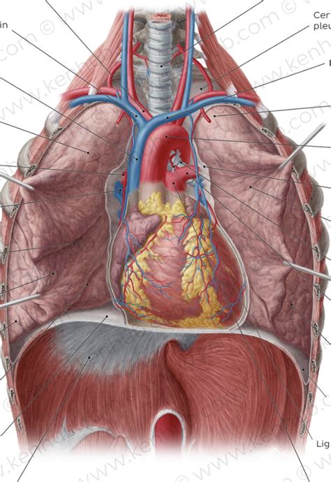 Thorax Labelling Diagram Quizlet