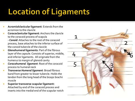 PPT - Shoulder Joint (Glenohumeral Joint) PowerPoint Presentation - ID:176553