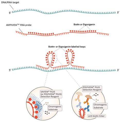 In Situ Hybridization Advancements And More Blog