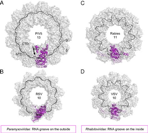 Structure Of The Paramyxovirus Parainfluenza Virus Nucleoproteinrna