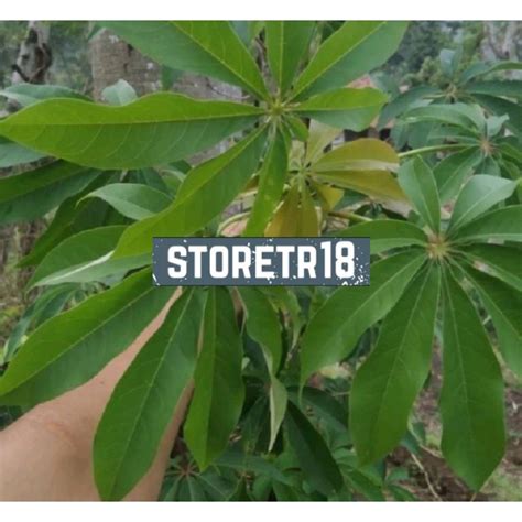 Jual Daun Randu Atau Daun Pohon Kapuk Segar Kg Shopee Indonesia