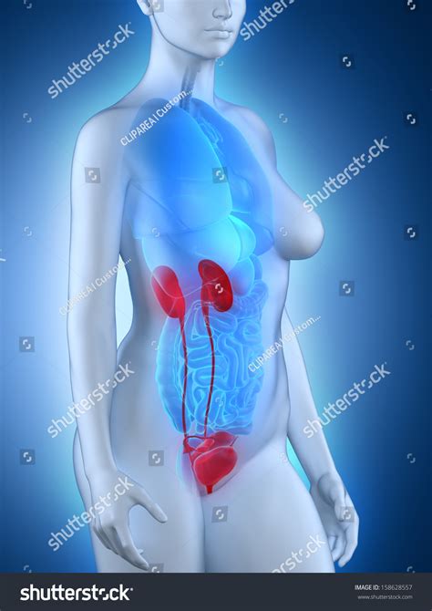 Woman Urogenital Anatomy Stock Illustration 158628557