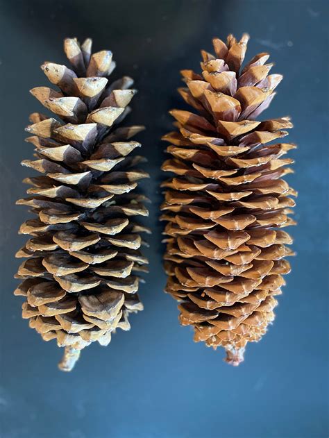 Beautiful Giant Sugar Pine Cones Etsy