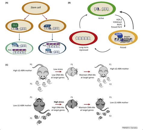 Mechanisms Of Epigenetic Memory Trends In Genetics