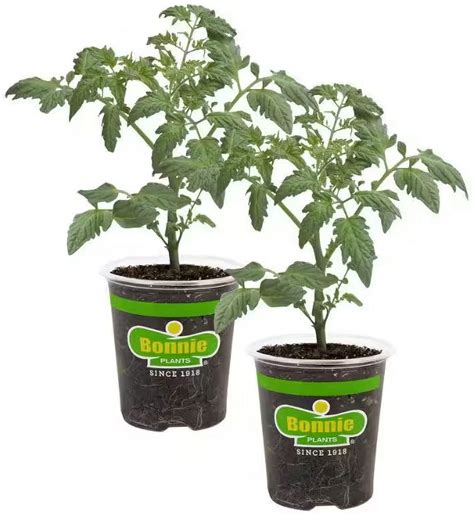 Bonnie Plants Non Gmo Husky Cherry Tomato Plant 193 Oz 2 Pack