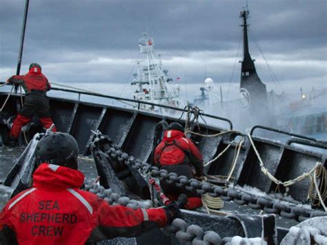 Sea Shepherd Renonce Poursuivre Les Baleiniers Japonais Pendant An