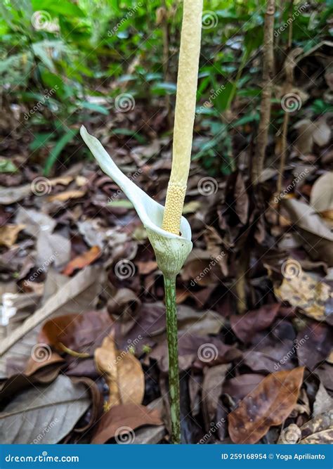 An Unusual And Fascinating Plant That Has Single Leaves Speckled Stems