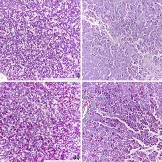 Representative Examples Of Histological Sections Of The Intestinal