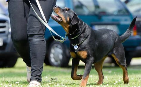 Cu Les Son Los Perros M S Agresivos Del Mundo Caracter Sticas En