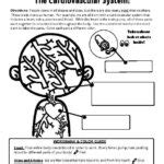 Nervous System Worksheet Grades 3 5 Classful