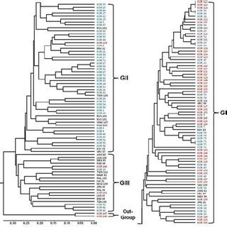 Upgma Dendrogram Showing The Genetic Relationships Among Sesame