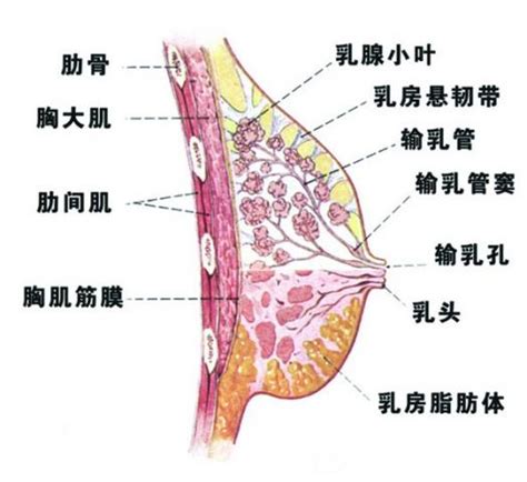 乳腺增生潍坊市市立医院官网