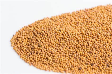 Mustard Oriental Mumms Sprouting Seeds