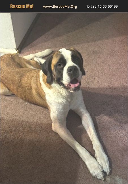 ADOPT 23100600199 Saint Bernard Rescue Mantua NJ