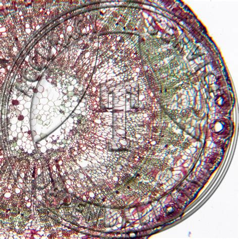 Gossypium Root Cs Prepared Microscope Slide