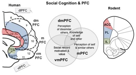 Frontiers Prefrontal Cortex And Social Cognition In Mouse And Man