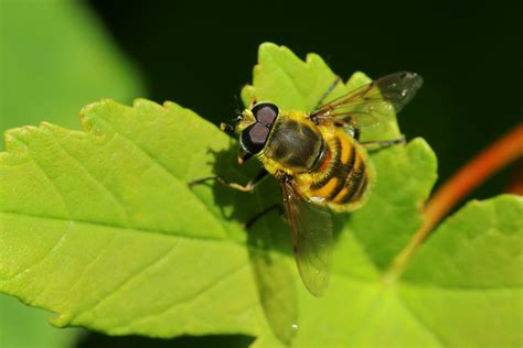 Myathropa Florea A Male June 2023 Fovslet Forest Koldin Flickr