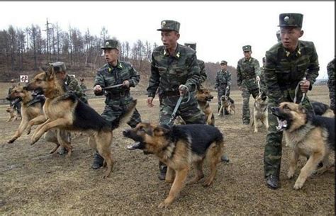 成为军犬的条件相当苛刻，但待遇可谓天差地别！不得不令人感叹 手机新浪网